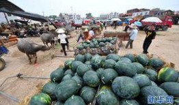 广西柳州网红吃瓜事件,一场网络狂欢背后的争议与反思