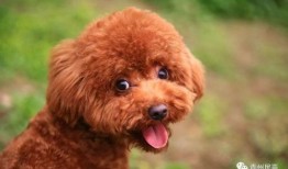 天门泰迪爆料视频最新,事件背后惊人真相